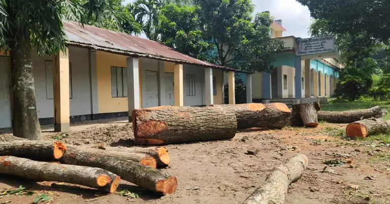 ফেলে রাখা গাছের কাণ্ড